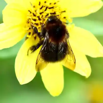 Foto von Baumhummel (Bombus hypnorum)