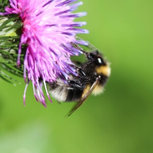 Heidehummel