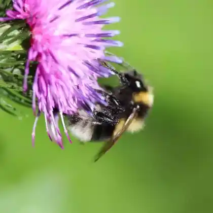 Foto von Heidehummel (Bombus jonellus)