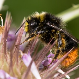 Steinhummel