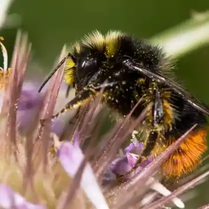 Foto von Steinhummel (Bombus lapidarius)