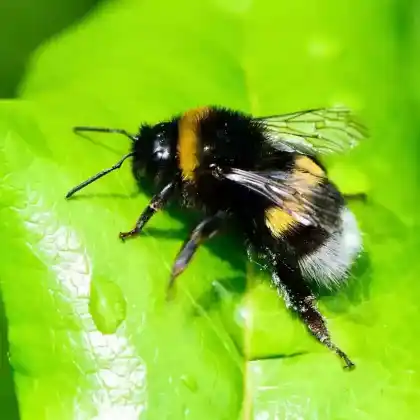 Foto von Helle Erdhummel (Bombus lucorum)