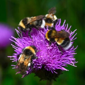 Große Erdhummel