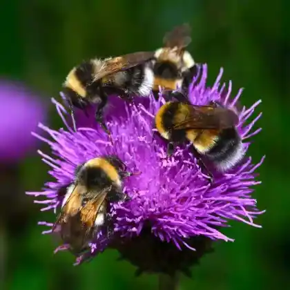 Foto von Große Erdhummel (Bombus magnus)