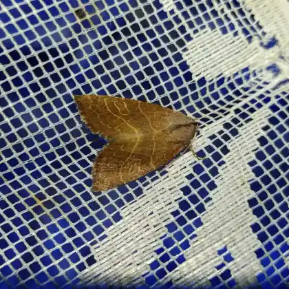 Foto von Birnbaumeule (Atethmia ambusta)