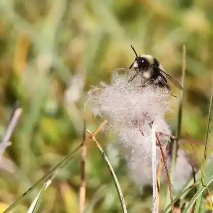 Foto von Trughummel (Bombus mendax)