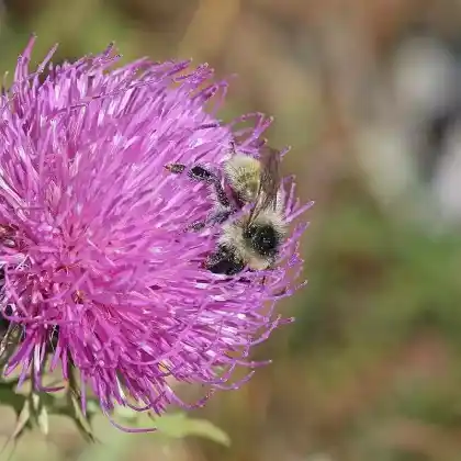 Foto von Berghummel (Bombus mesomelas)