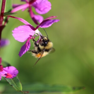 Nordische Hummel