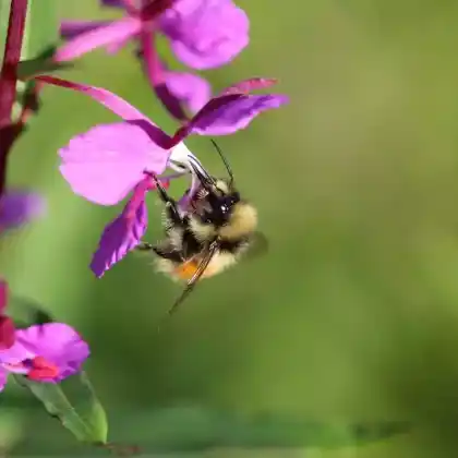 Foto von Nordische Hummel (Bombus monticola)