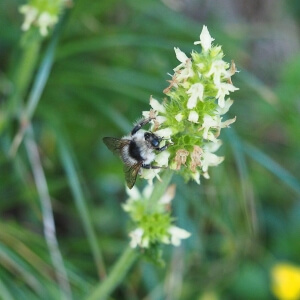 Grauweiße Hummel