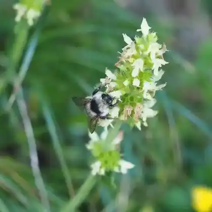 Foto von Grauweiße Hummel (Bombus mucidus)