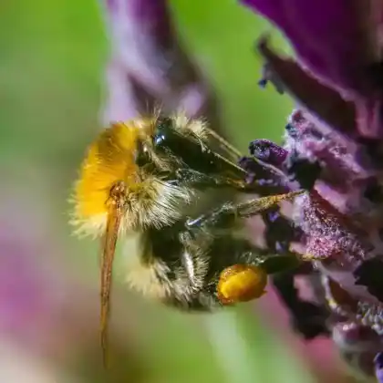Foto von Mooshummel (Bombus muscorum)