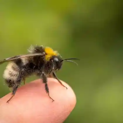 Foto von Norwegische Kuckuckshummel (Bombus norvegicus)