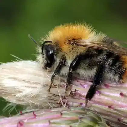 Foto von Ackerhummel (Bombus pascuorum)