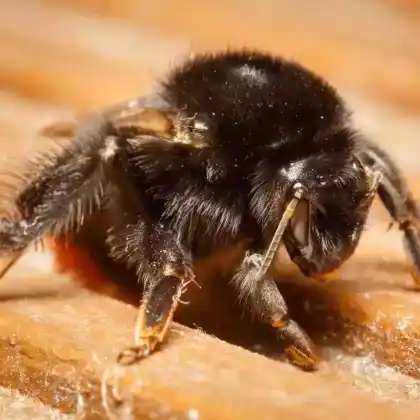 Foto von Obsthummel (Bombus pomorum)