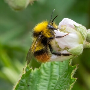 Wiesenhummel