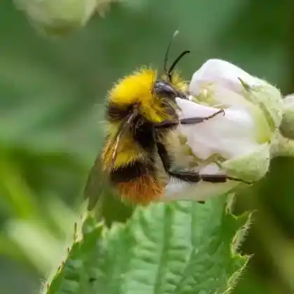 Foto von Wiesenhummel (Bombus pratorum)