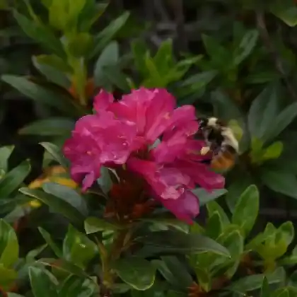 Foto von Pyrenäenhummel (Bombus pyrenaeus)