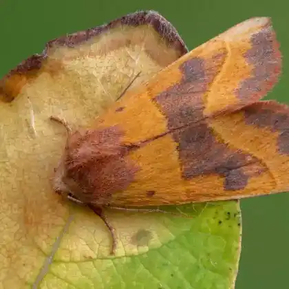 Foto von Ockergelbe Escheneule (Atethmia centrago)