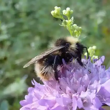 Foto von Vierfarbige Kuckuckshummel (Bombus quadricolor)