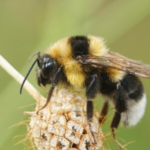 Feldhummel