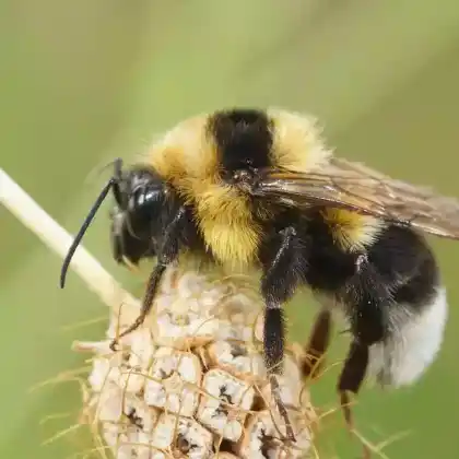 Foto von Feldhummel (Bombus ruderatus)