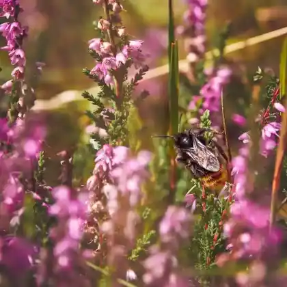 Foto von Rotschwarze Kuckuckshummel (Bombus rupestris)