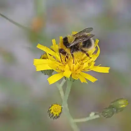 Foto von Taigahummel (Bombus semenoviellus)