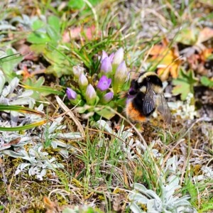 Höhenhummel