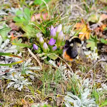 Foto von Höhenhummel (Bombus sichelii)