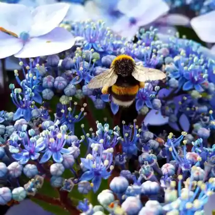 Foto von Glockenblumenhummel (Bombus soroeensis)