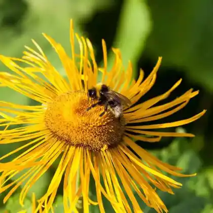 Foto von Grubenhummel (Bombus subterraneus)