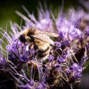 Bunte Hummel