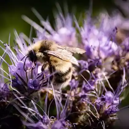 Foto von Bunte Hummel (Bombus sylvarum)