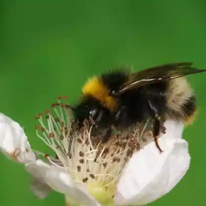 Foto von Wald-Kuckuckshummel (Bombus sylvestris)