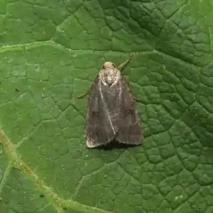 Foto von Trockenrasen-Staubeule (Athetis gluteosa)
