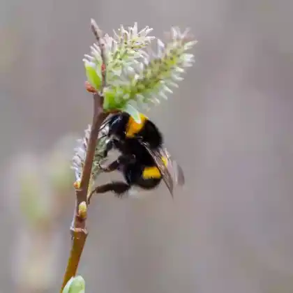 Foto von Dunkle Erdhummel (Bombus terrestris)