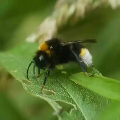 Foto von Gefleckte Kuckuckshummel (Bombus vestalis)