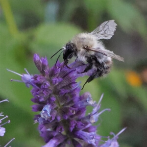 Sandhummel