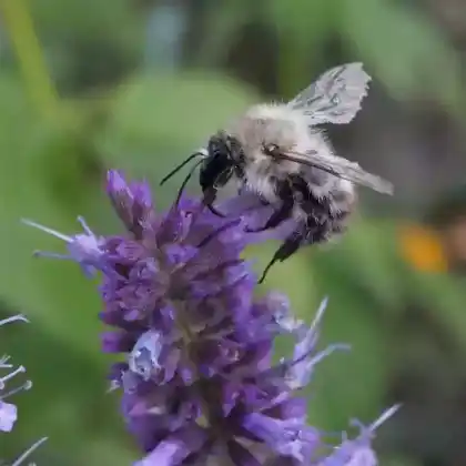 Foto von Sandhummel (Bombus veteranus)