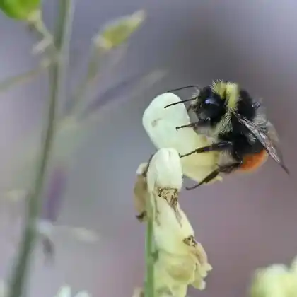 Foto von Bergwaldhummel (Bombus wurflenii)