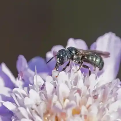 Foto von Metallische Keulhornbiene (Ceratina chalybea)