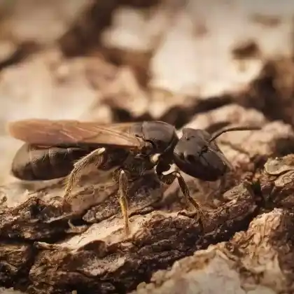 Foto von Schwarze Keulhornbiene (Ceratina cucurbitina)
