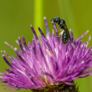 Gewöhnliche Keulhornbiene