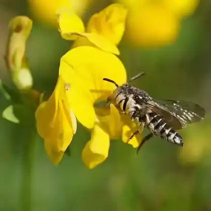 Foto von Schuppenhaarige Kegelbiene (Coelioxys afra)