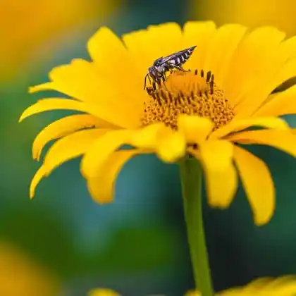 Foto von Geflügelte Kegelbiene (Coelioxys alata)