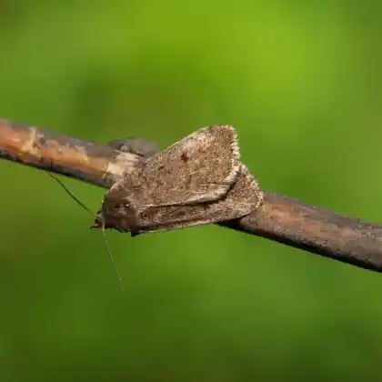 Foto von Feuchtwiesen-Staubeule (Athetis pallustris)