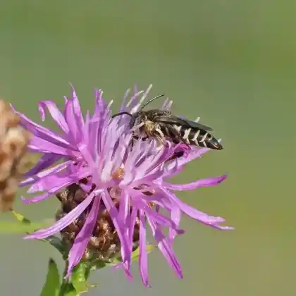 Foto von Goldsaum-Kegelbiene (Coelioxys aurolimbata)