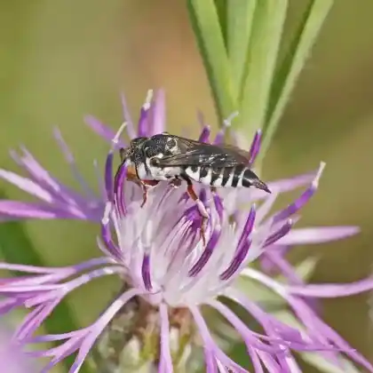 Foto von Kurze Kegelbiene (Coelioxys brevis)