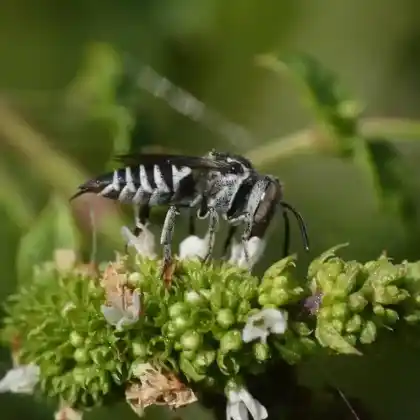 Foto von Stacheltragende Kegelbiene (Coelioxys echinata)